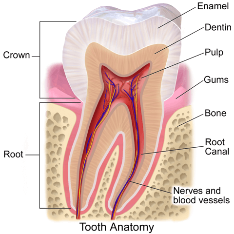 gangrena-zuba-anatomija-zuba